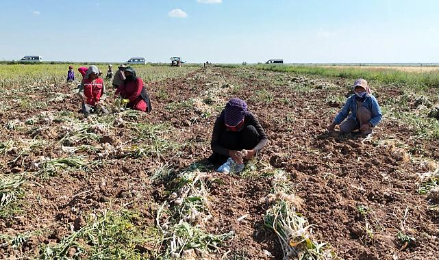 Türkiye&#039;nin ilk organik sarımsağı dünyaya gidiyor