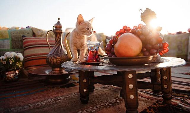 Türkiye'ye Uluslararası Ödül: İstanbul "Kedi Dostu Ülke" Seçildi!