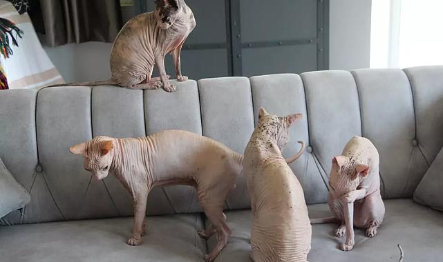 2 Bin Dolar Ödüllü Kedi Odin, Sağ Salim Bulundu