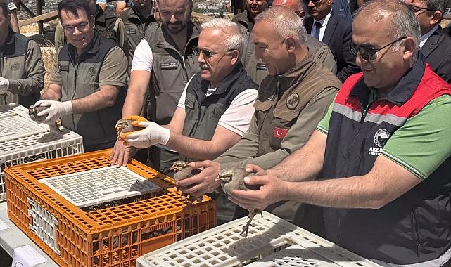 Aksaray’da 500 kınalı keklik doğaya salındı
