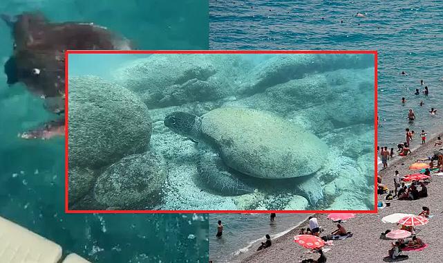 Antalya’da caretta alarmı: Öğlen saatlerinde ısırıyor