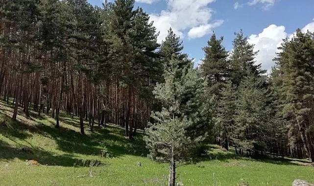 Ardahan’da Ormanlık Alanlara Girişe Saat Sınırı
