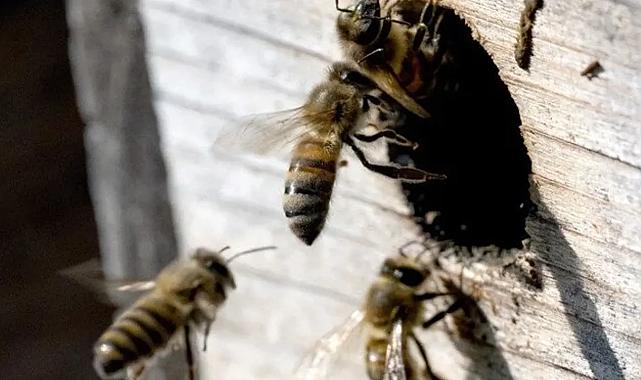 Arı kovanına eşek arısı saldırdı: 24 kişi hastanelik oldu