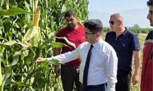 Arsuz'da üreticiler tarlada: Silajlık mısır hasadı sürüyor