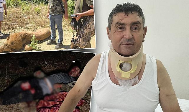 Aslan saldırısından kurtuldu, geceleri kabusla uyanıyor