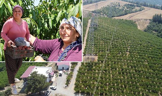 Bahçede 100 Ton Beklendi, Sadece 10 Ton Alındı