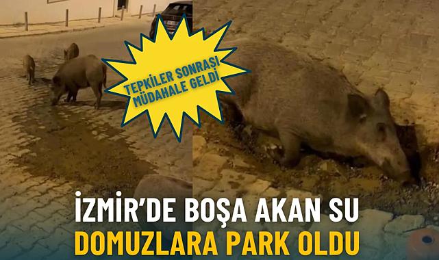 Balçova’da domuzlar arıza alanında görüntülendi