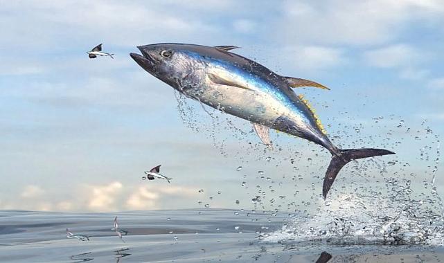 Çeşme kıyılarında orkinos paniği! Ekipler devrede