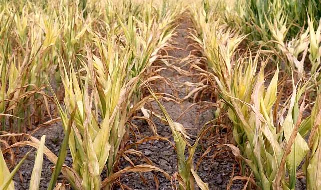 DESKİ’nin Arıtma Tesisi Sorunu: Denizli Çiftçileri Zararlarının Karşılanmasını Bekliyor