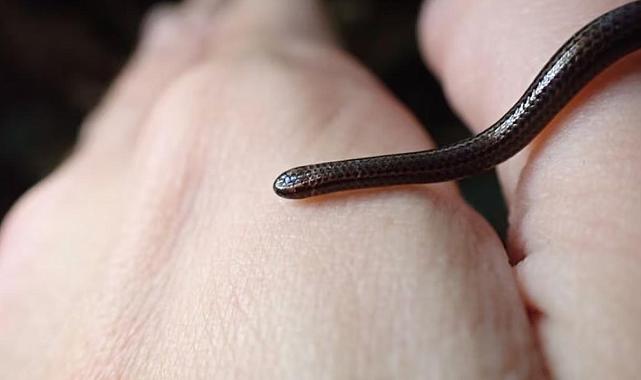 Dünyanın en küçük yılanı Barbados’ta yeniden keşfedildi
