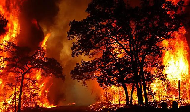 Ege yangınlarının ardındaki gerçekler gün yüzüne çıktı