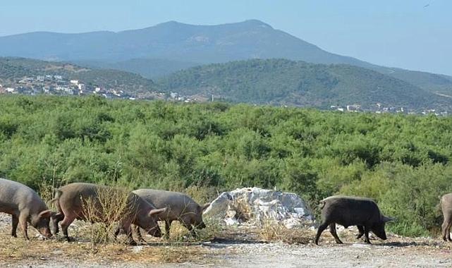 Egeli çiftçiler dertli: Tarlalar yaban domuzlarının istilasında