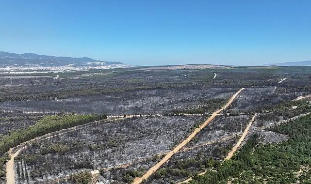 Gediz Elektrik'e orman yangınları nedeniyle suç duyurusu