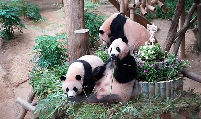 Güney Kore’de panda ikizleri ikinci yaş gününde