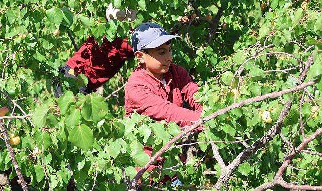 Iğdır’da 40 Bin Ton Kayısı Hasadı: 4 Ülkeye İhracat