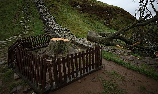 İngiltere’de tarihi ağacı kesen ikiliye hapis cezası