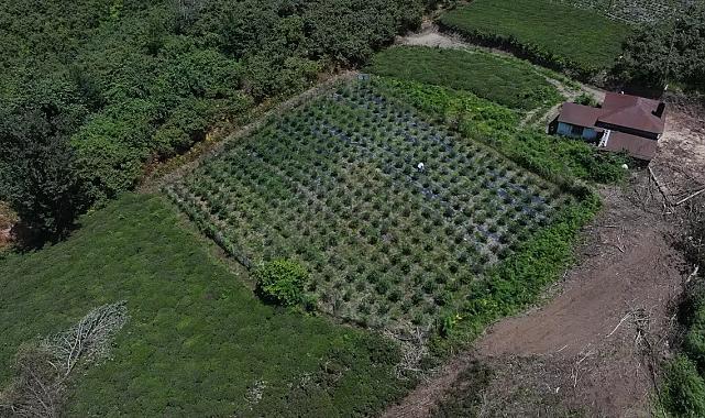 İstanbul’dan köye döndü, maviyemişle başarı yakaladı