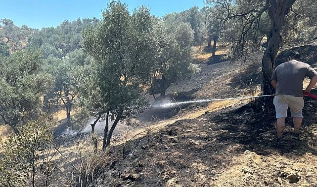 İzmir’de 100 dönüm zeytinlik kül oldu