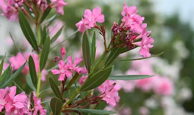 İzmir’in zehirli güzeli: Zakkumun ölümcül tehlikesi