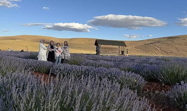 Kadınların Gücüyle Afşin Lavanta Tarlası Yeniden Canlandı