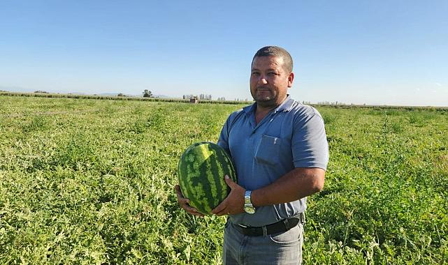 Karpuz tarlada 1 liraya düştü, çiftçi bedava dağıtıyor