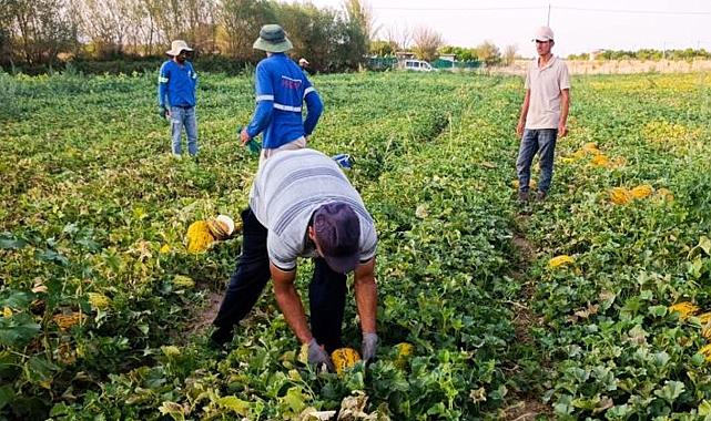 Kayısıda rekolte düştü, kavun ve karpuz üreticiyi sevindirdi