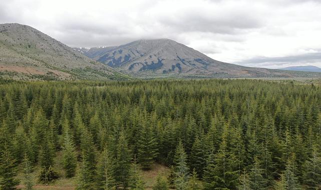 Kayseri'de ormanlara giriş-çıkışlar 31 Ekim'e kadar yasaklandı