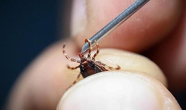 Kene kabusu sürüyor: Sivas'ta ölü sayısı 12 oldu