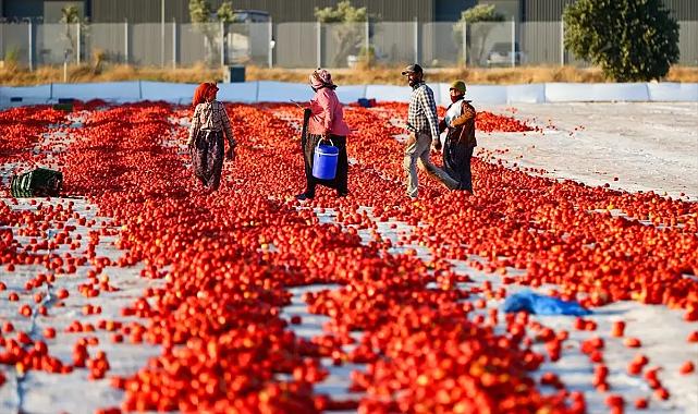Kuru Domates İhracatında ABD ve Avrupa Zirvede