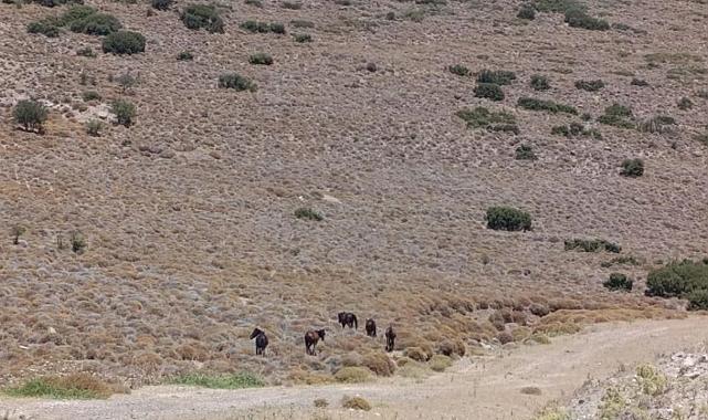Kuruyan göletlere su taşındı, yaban hayatı korunuyor