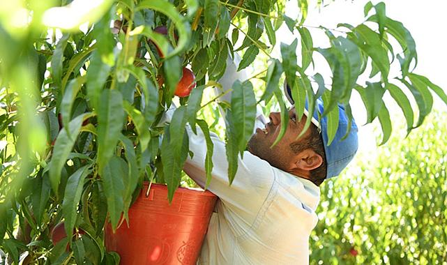 Lapseki şeftalisi Almanya, Rusya ve Orta Doğu'ya gidiyor