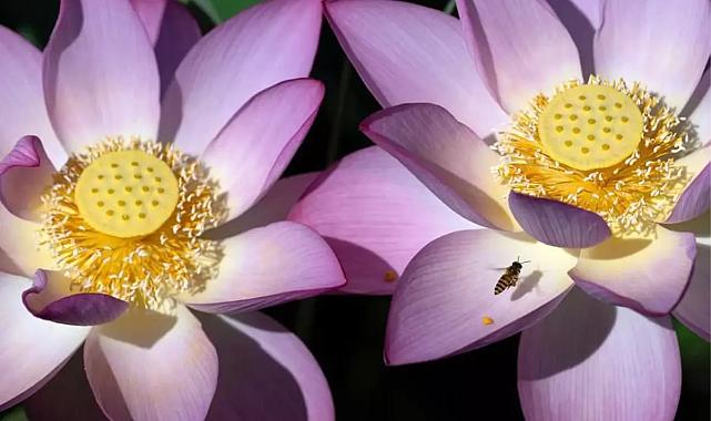 Makao’da nilüfer çiçekleriyle görsel şölen