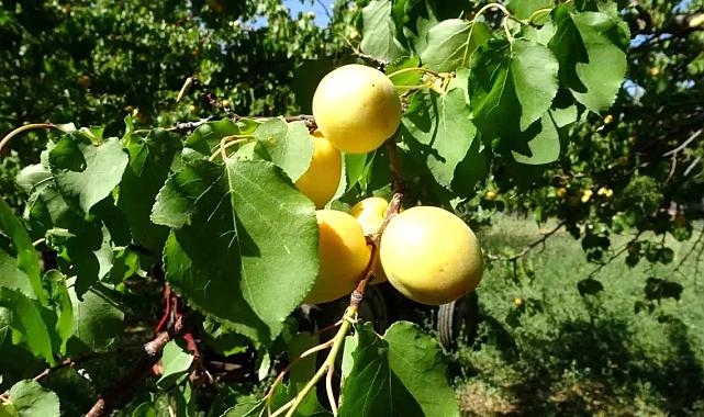 Malatya kuru kayısı ihracatında önemli başarı sağladı