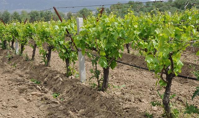 Manisa üzüm üretiminde sıcaklar ve don hasarı vurdu