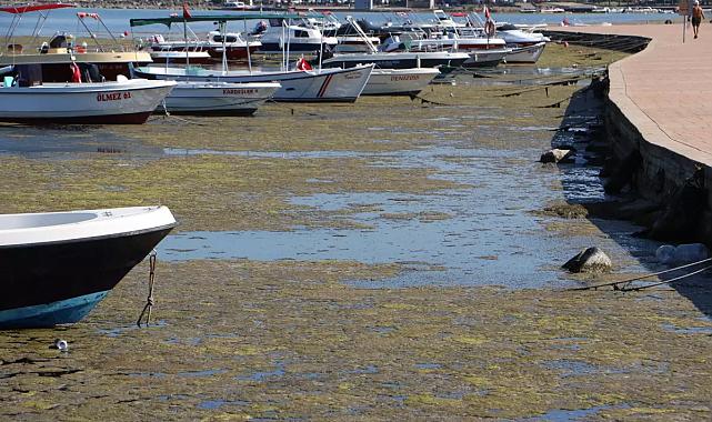 Müsilaj ekosistemi tehdit ediyor, acil önlem şart