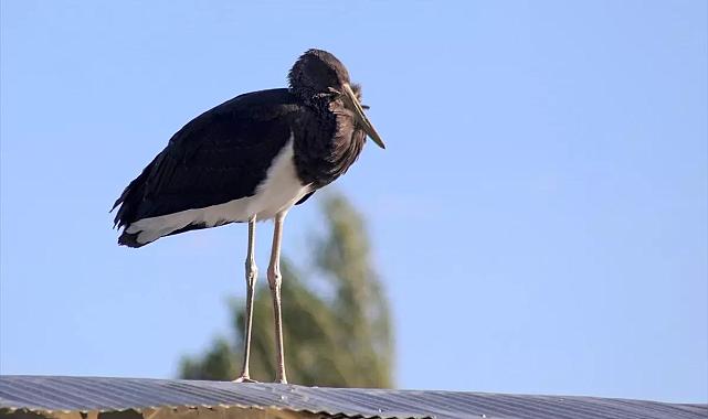 Nadir kara leylek Malatya Darende’de görüntülendi