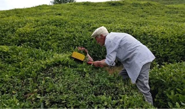 Rize'de çayda taban fiyat denetimi başladı