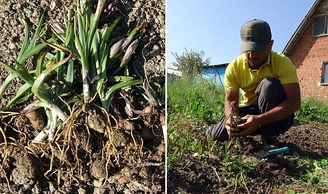 Salep üretimi artıyor, kilosu 2-3 bin lira arasında alıcı buluyor