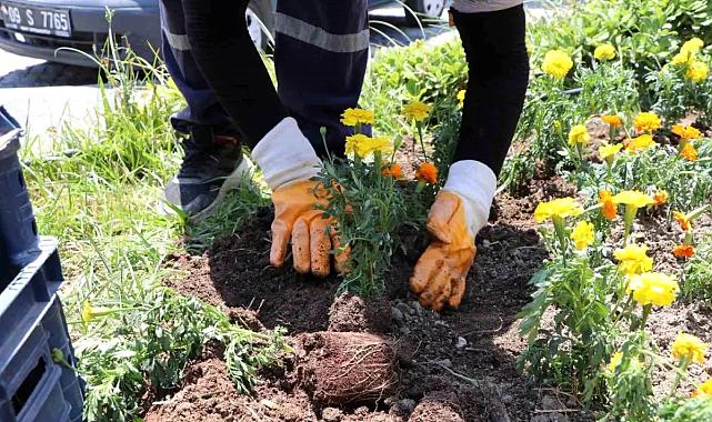 Söke Parkları Yazlık Çiçeklerle Canlanıyor