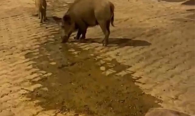 Su arızası Balçova’da yaban domuzlarını çekti