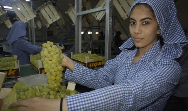 Superior Seedless çeşidi sofralık üzümün ihracat yolculuğu 16 Temmuz’da başladı