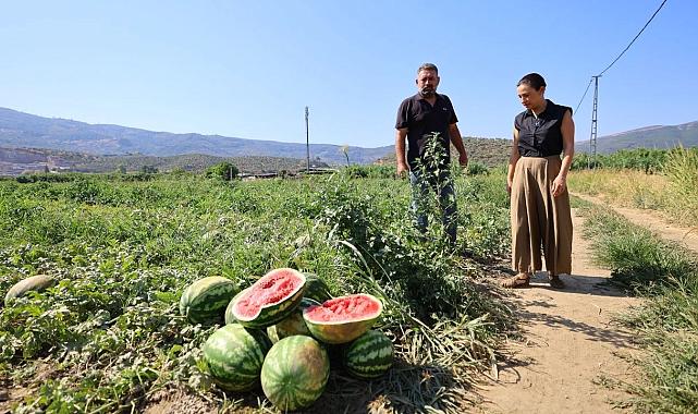 Tarla değil, çare arıyor: Karpuzlar çöpe gitti