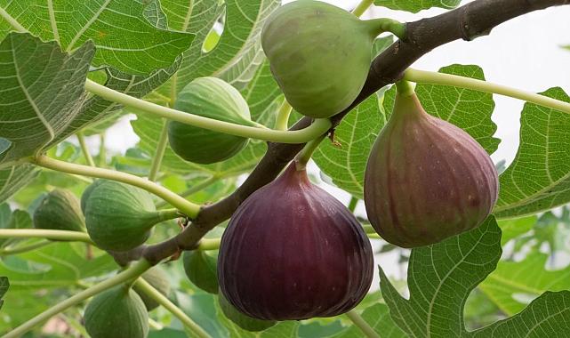 Taze incirde 2025 ihracat hedefi: 100 milyon dolar