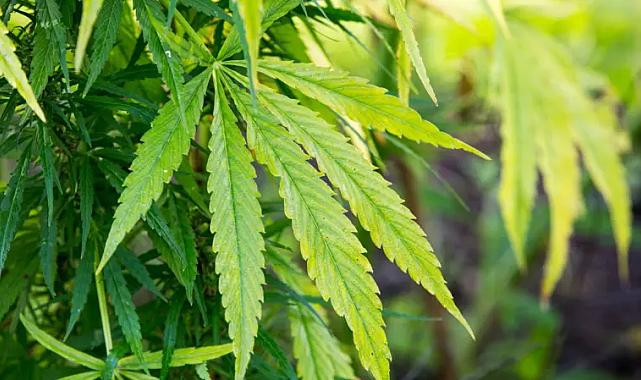 TBMM'den Tarihi Karar: Tıbbi Kenevir Artık Eczanelerde Satılabilecek