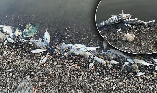 Tekirdağ’da Baraj Kurudu, Balık Ölümleri Yetkilileri Alarmda