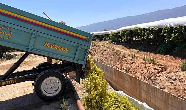 Üzüm üreticileri şaraplık satışa yöneldi