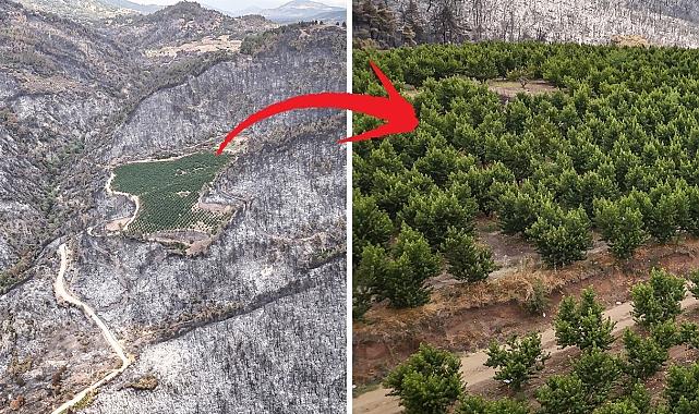 Yangın her yeri kül etti, o tarla sapasağlam kaldı