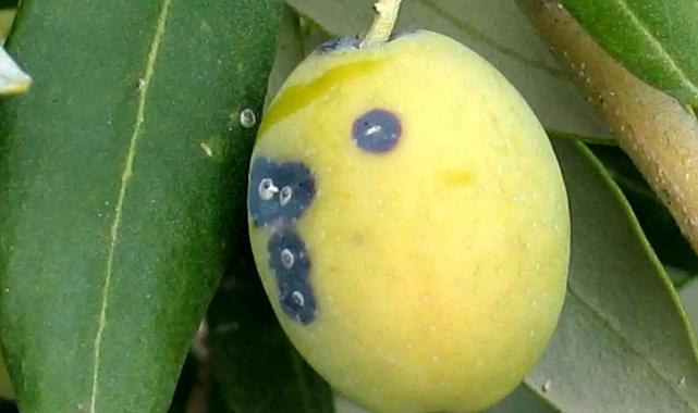 Zeytin Üreticilerine Zararlı Uyarısı