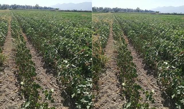 2 Oda başkanından su sitemi: Pamuk susuzluktan yanıyor sayın valim!