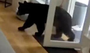 3 kiloluk köpek, dev ayıyı kaçırdı